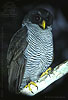 Black-and-white Owl in Guatemala