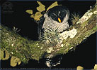 Black-and-White Owl