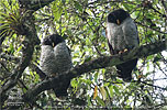 Black-and-White Owl