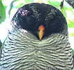 Black-and-White Owl portrait