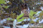 Mexican Wood Owl or Mottled Owl