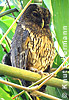 Mexican Wood Owl or Mottled Owl