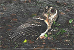 hunting Mexican Wood Owl or Mottled Owl