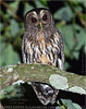 Mexican Wood Owl or Mottled Owl