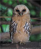 juvenile Mexican Wood Owl or Mottled Owl