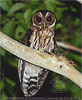 Mexican Wood Owl or Mottled Owl