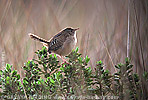 Sedge Wren