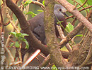 Maroon-chested Ground-Dove