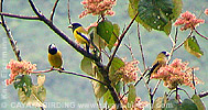 Hooded Grosbeak 