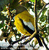 Hooded Grosbeak 