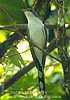 Yellow-billed Cuckoo
