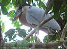 Boat-billed Heron