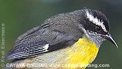 Bananaquit