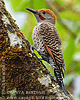 Northen Flicker