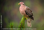 Band-tailed Pigeon