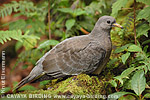 Band-tailed Pigeon