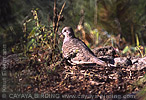 Inca Dove