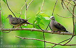 Plain-breasted Ground-Dove