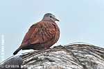 Ruddy Ground-Dove