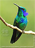 Mexican Violetear