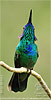 Mexican Violetear