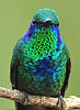 Mexican Violetear