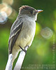 Tropical Pewee