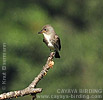 Olive-sided Flycatcher