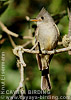 Greater Pewee