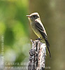 Western Wood Pewee