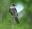 Eastern Wood Pewee