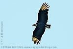 Black Vulture