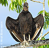 Black Vulture