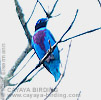 Lovely Cotinga