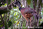 Great Curassow