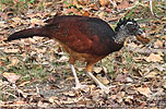 Great Curassow