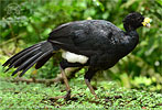 male Great Curassow