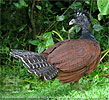 dark morph female Great Curassow