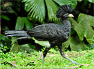 young male Great Curassow