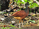 dark morph female Great Curassow