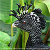 portrait Great Curassow