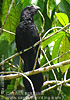 Groove-billed Ani