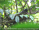 Azure-hooded Jay