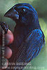 Blue-black Grosbeak