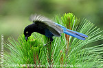 Bushy-crested Jay 