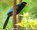 Bushy-crested Jay 