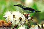 Red-legged Honeycreeper