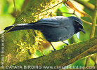 Black-throated Jay