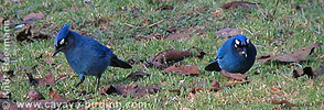 Steller's Jay