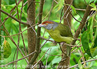 Rufous-browed Peppershrike